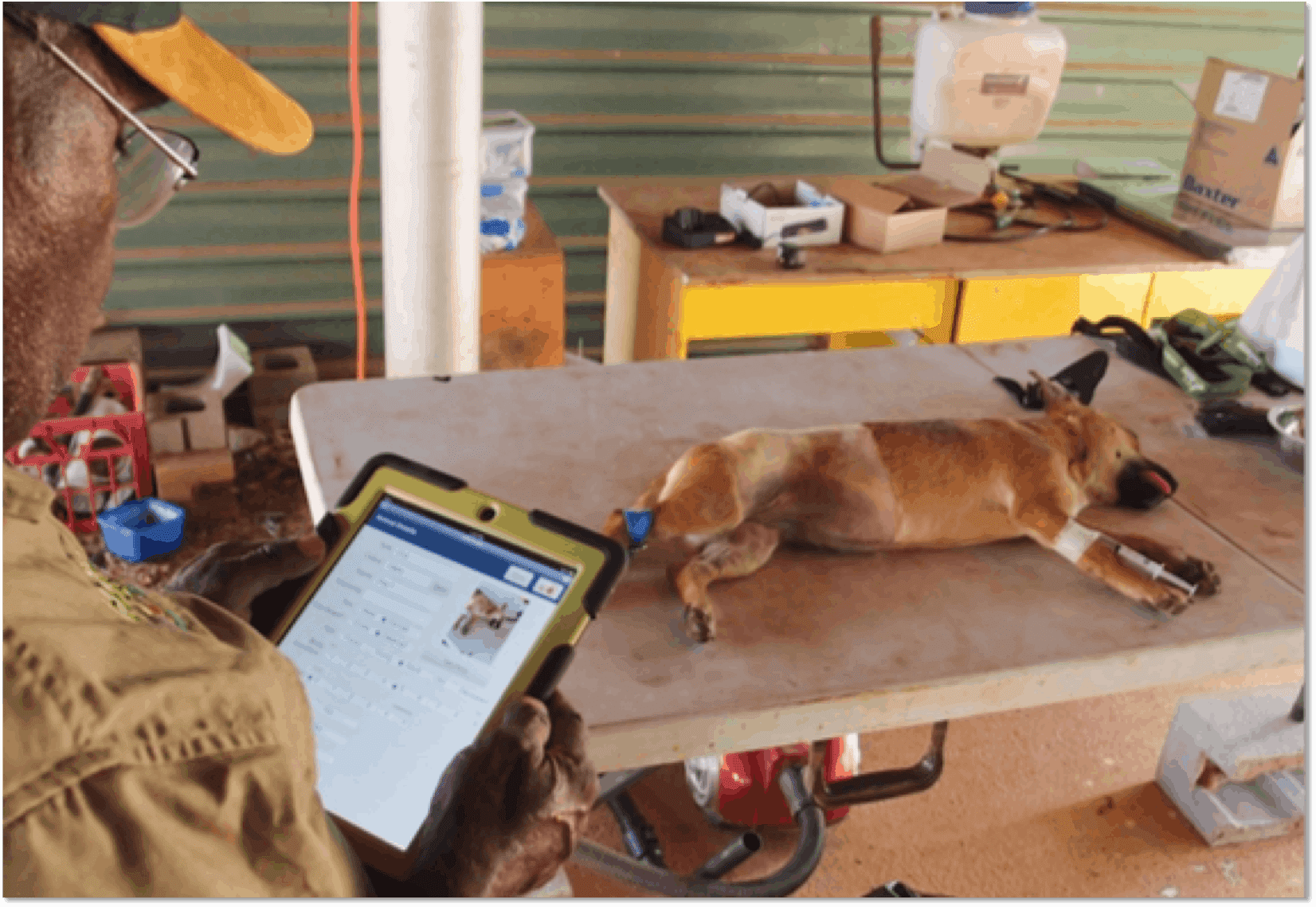 The AMRRIC App has been designed to make it easier to keep good records for remote Indigenous community animal health and management programs. Photo courtesy AMRRIC width=