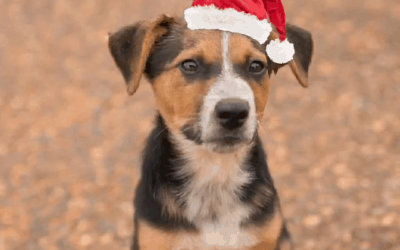 Merry Christmas From AMRRIC