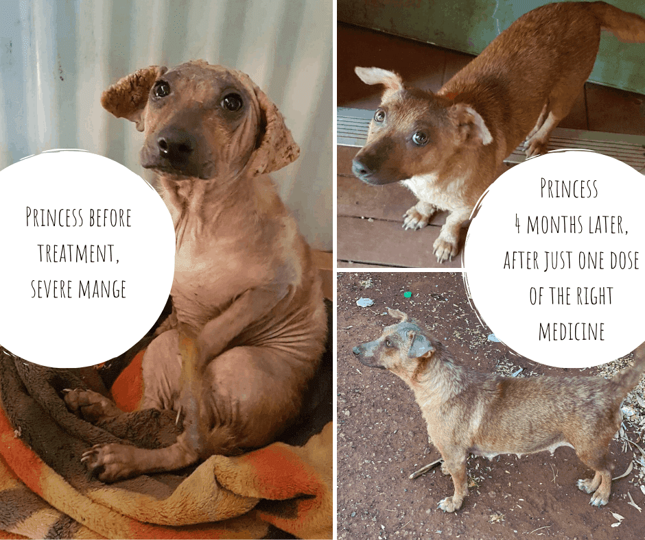 Things like skin scores can improve very quickly. This is the same dog before, and 4 months after treatment for mange. Photo courtesy Helen Purdam/AMRRIC width=