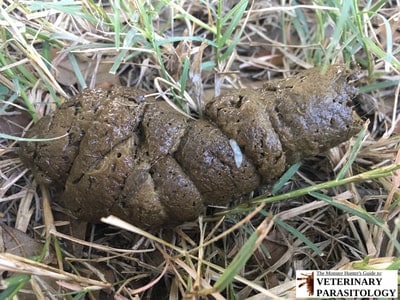 The little white thing on this dog poo is a piece of tapeworm. Photo courtesy: The Monster Hunter’s Guide to Veterinary Parasitology, Copyright Lance Wheeler, www.veterinaryparasitology.com [Accessed 26th November 2019]}