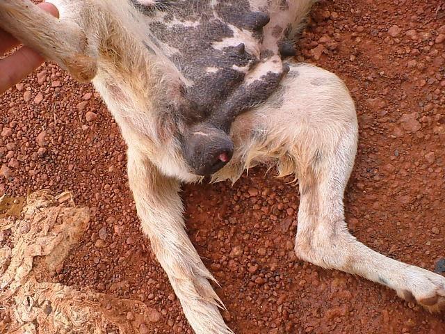 Chapter 8 - Other dog sicknesses EHPs should know about - AMRRIC Chapter 8 - Other Dog Sicknesses Ehps Should Know About - Amrric