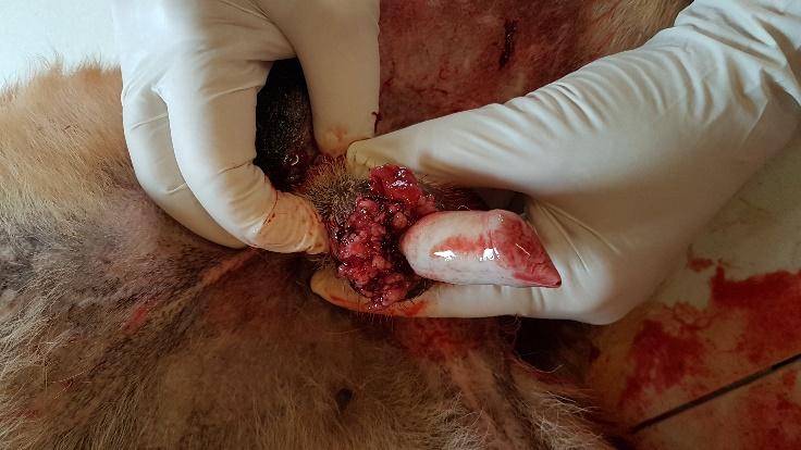 CTVT at the base of the penis in a male dog. Photo courtesy AMRRIC width=