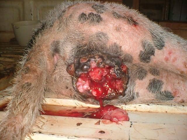 CTVTs bleed and break off. These two CTVTs are in female dogs. Photos courtesy Stephen Cutter  width=