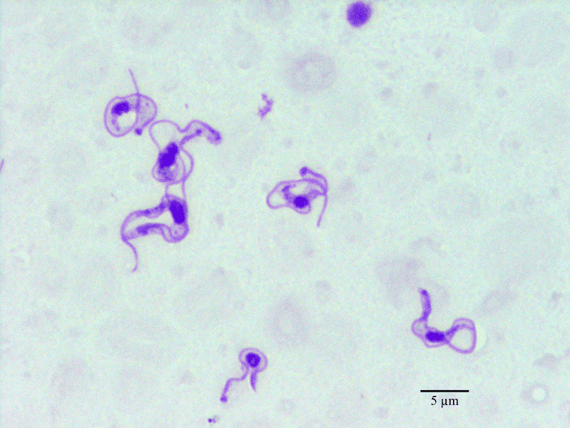 Microscope picture of Surra protozoa in the blood of a dog. Photo courtesy Rjeibi et al, https://commons.wikimedia.org/wiki/File:Parasite140104-fig2_Surra_(Trypanosoma_ evansi_infection)_in_a_Tunisian_dog.png [accessed 3 December 2019] width=