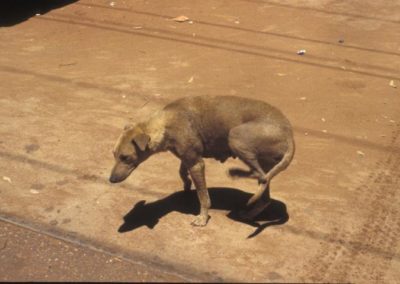 Dog with probable scabies mange.