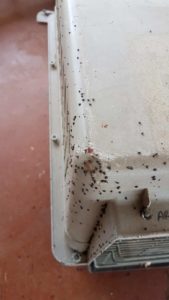 Ticks built up on pet carrier