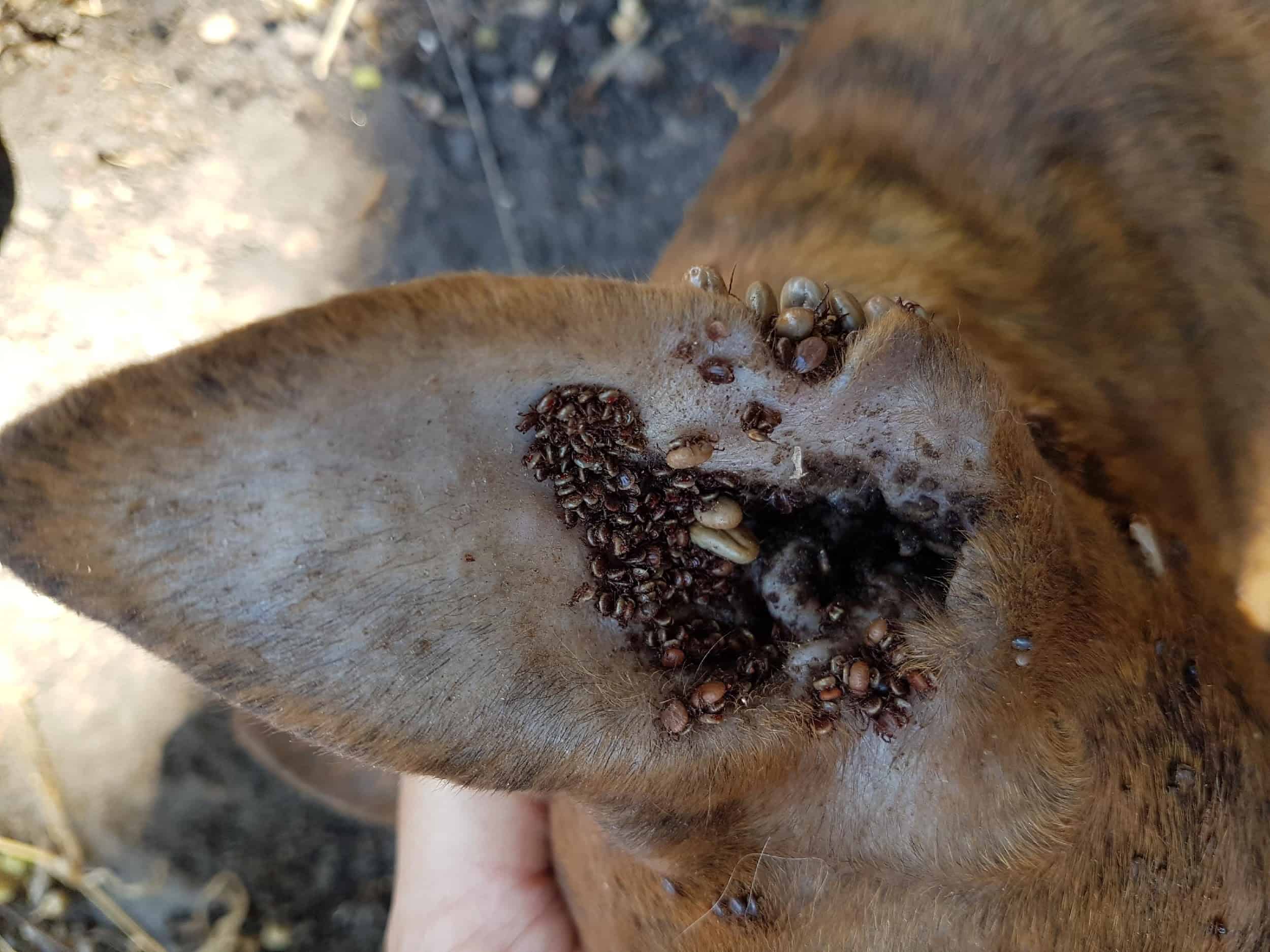 Brown dog ticks in dog ear