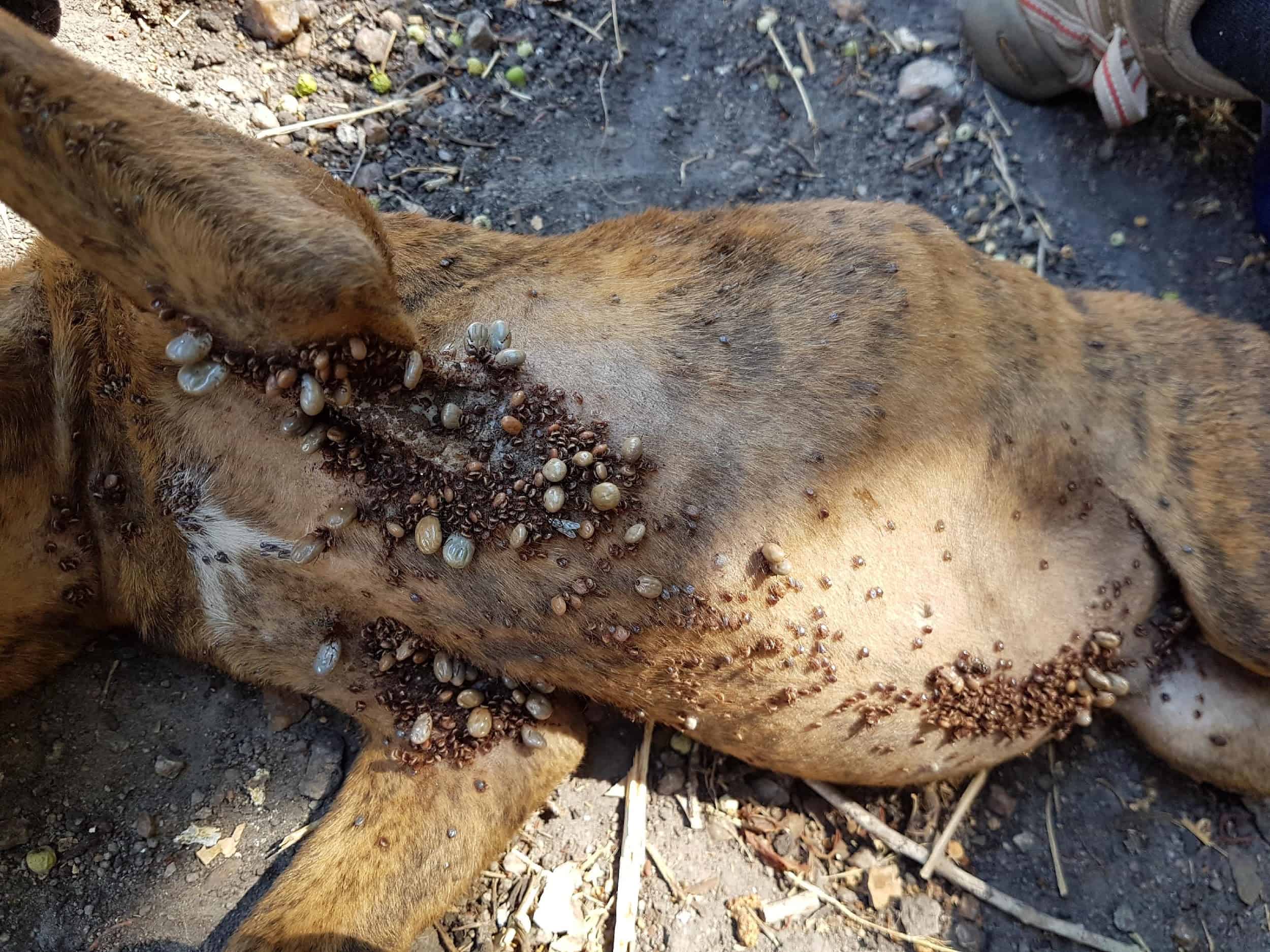 Dog belly covered in brown dog ticks