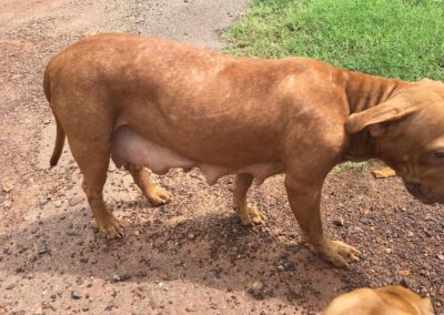 Dog with probable demodectic mange.