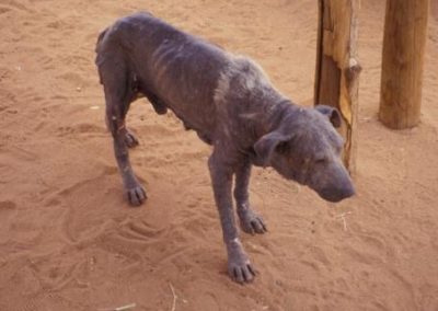 Old dog with probable demodex mange.