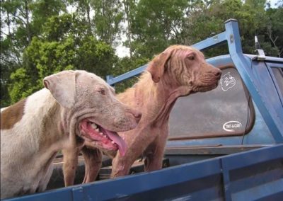 Dogs with probable demodex mange.