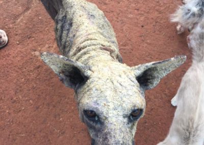 Dog with probable scabies.