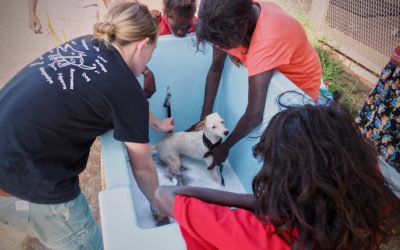 MEDIA RELEASE: On One Health Day, AMRRIC calls for research into connections between human, animal, and environmental health