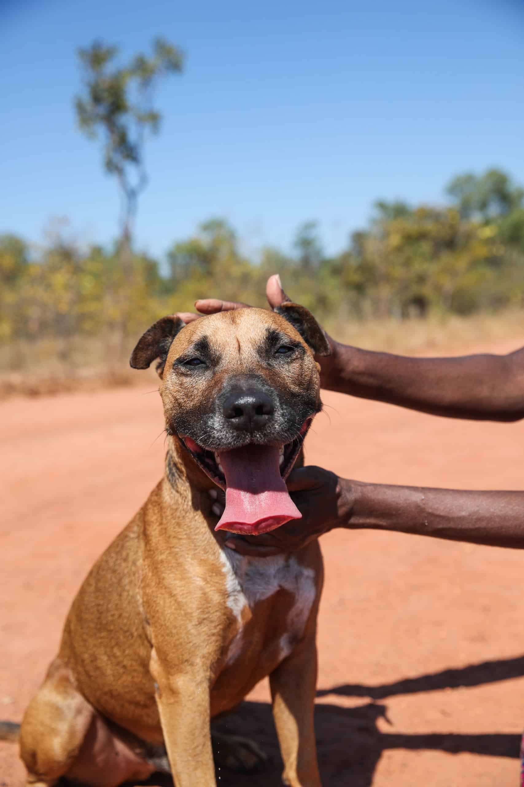 $38 can enable long acting and safe broad-spectrum parasitic treatment to a dog for two months $38 can enable long acting and safe broad-spectrum parasitic treatment to a dog for two months