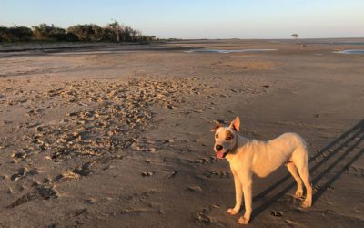 AMRRIC assisting in the Roper Gulf region