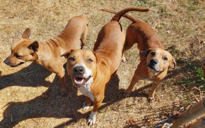 COVID-19 and our animals: an update