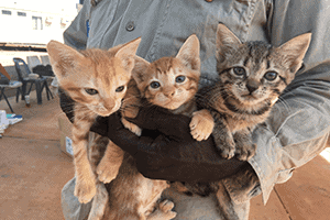 Cat Breeding/Reproduction – Monitoring and Evaluation Lesson Plan