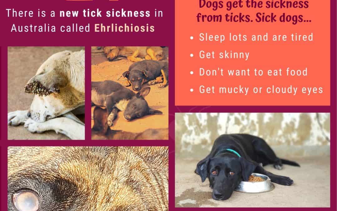 Tick Sickness- Ehrlichiosis Poster