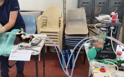 Batchelor Vet Days a first for Coomalie Community Government Council