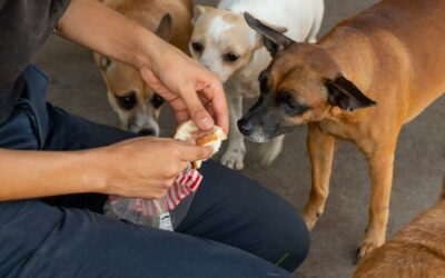 AMRRIC and The Ark Animal Hospital Deliver Veterinary Services to Palmerston Indigenous Village