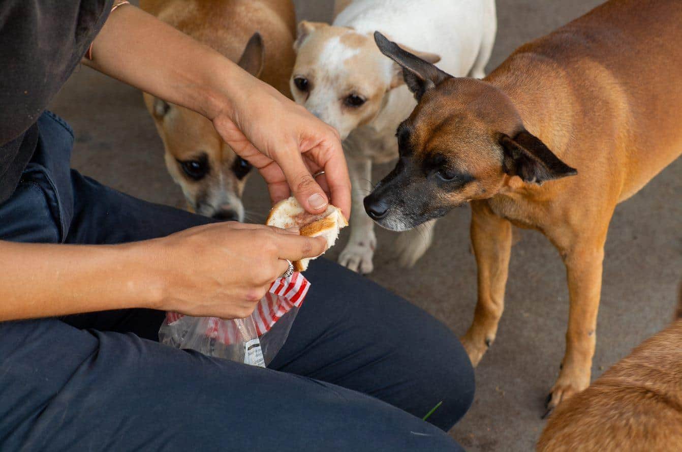 Bread with tasty paste and antiparasitic medication being given to some beloved dogs