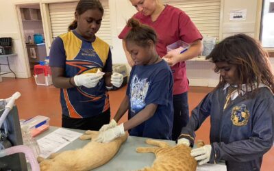 Hard Work and Collaboration Leads to Surgical Desexing Blitz Success at Halls Creek