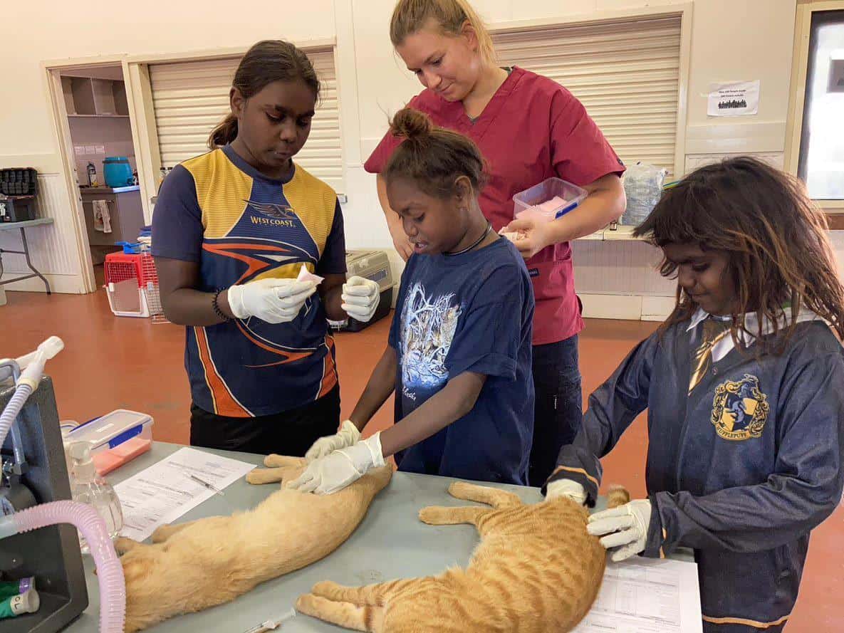 Some young residents helping AMRRIC volunteer Dr Claudia prepare some male cats for their desexing surgery in Halls Creek.