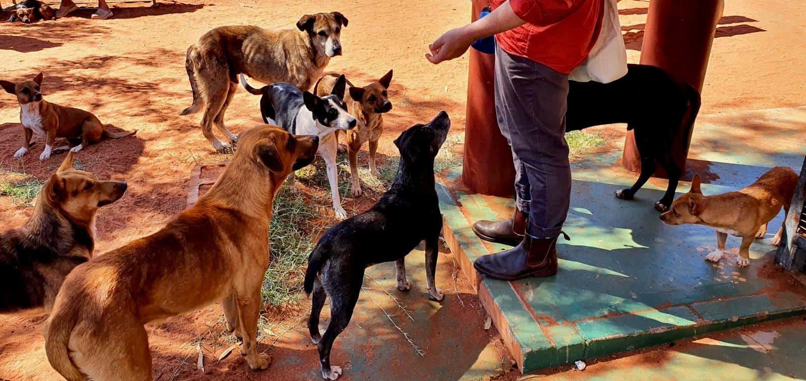 Dogs in the community of Finke being treated with Nexgard® during a recent census visit in collaboration with MacDonnell Regional Council.