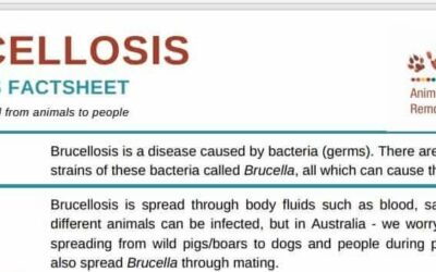 Brucellosis – Zoonoses Fact Sheet