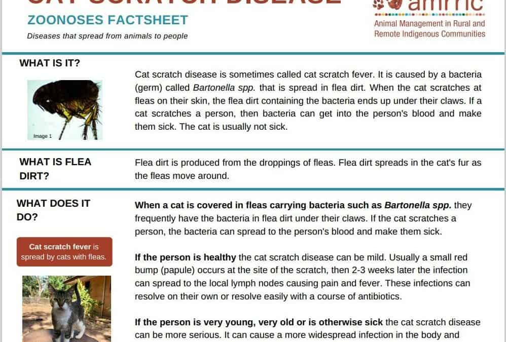 Cat Scratch Disease – Zoonoses Fact Sheet