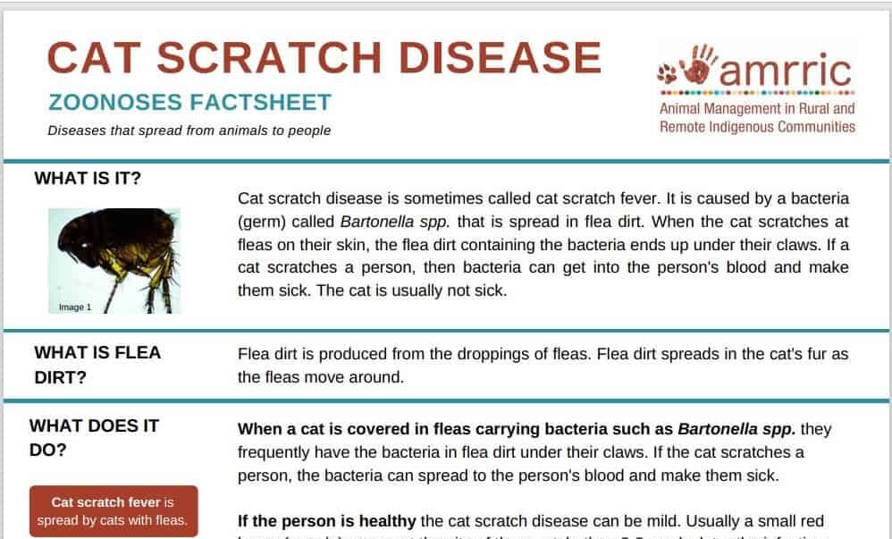 Cat Scratch Disease Zoonoses Fact Sheet Amrric