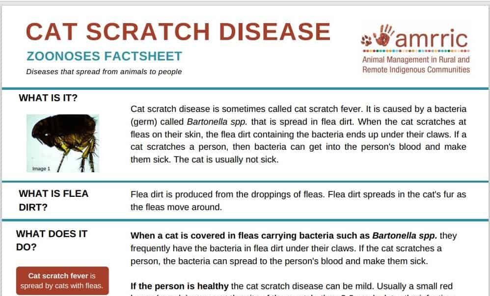 Cat Scratch Disease Zoonoses Fact Sheet AMRRIC