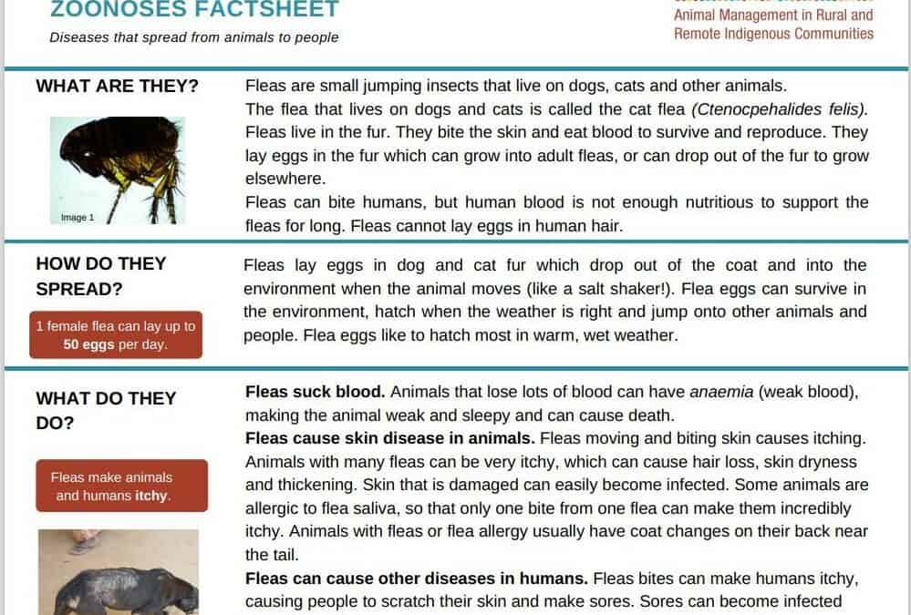 Fleas - Zoonoses Fact Sheet - AMRRIC