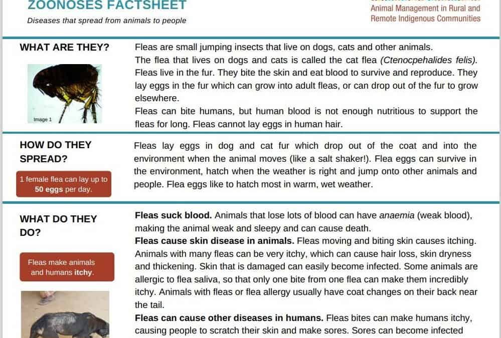 Fleas Zoonoses Fact Sheet Amrric