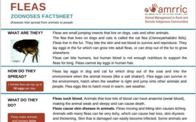 Fleas – Zoonoses Fact Sheet
