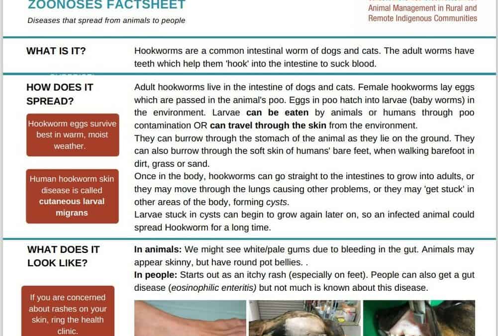 Hookworm - Zoonoses Fact Sheet - AMRRIC Hookworm - Zoonoses Fact Sheet - AMRRIC