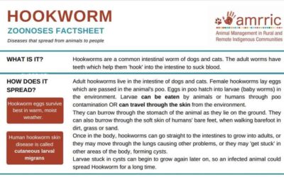 Hookworm – Zoonoses Fact Sheet