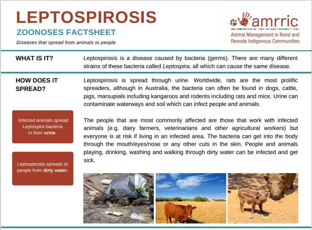 leptospirosis-zoonoses-fact-sheet-amrric