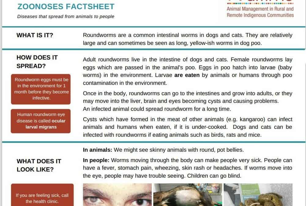 Roundworm – Zoonoses Fact Sheet