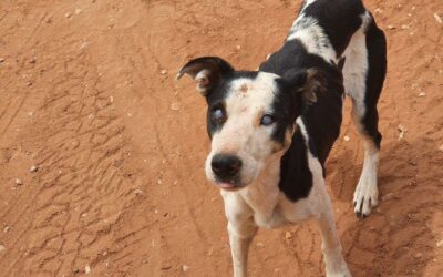 Update on Ehrlichiosis – the new tick borne disease.