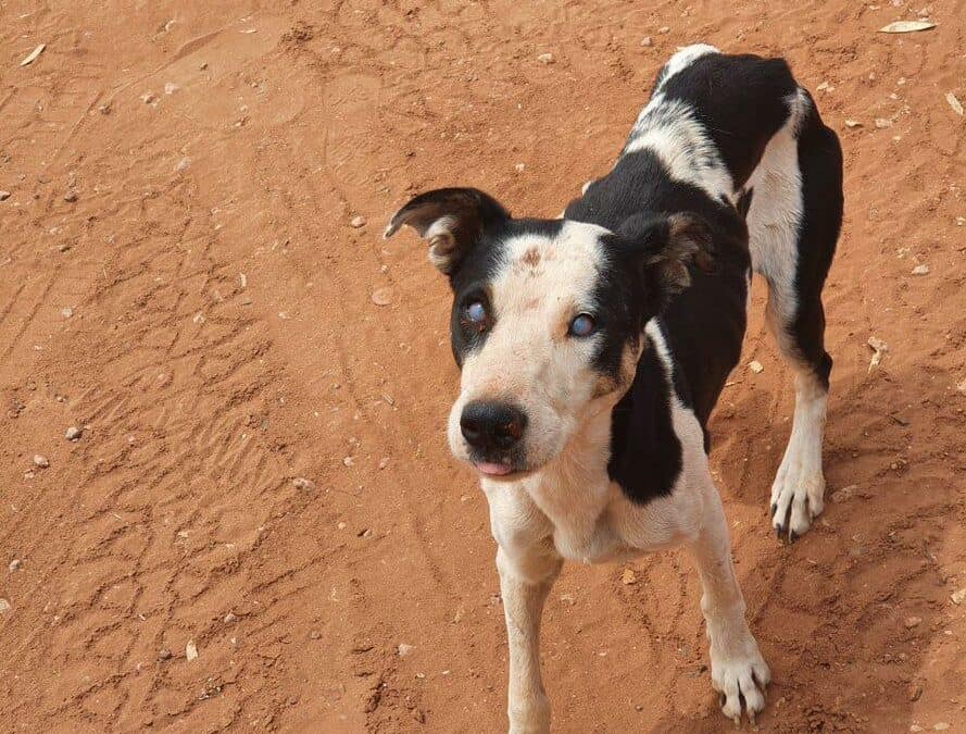 A dog showing signs of suspect Ehrlichiosis including weight loss and corneal oedema (blue eyes).