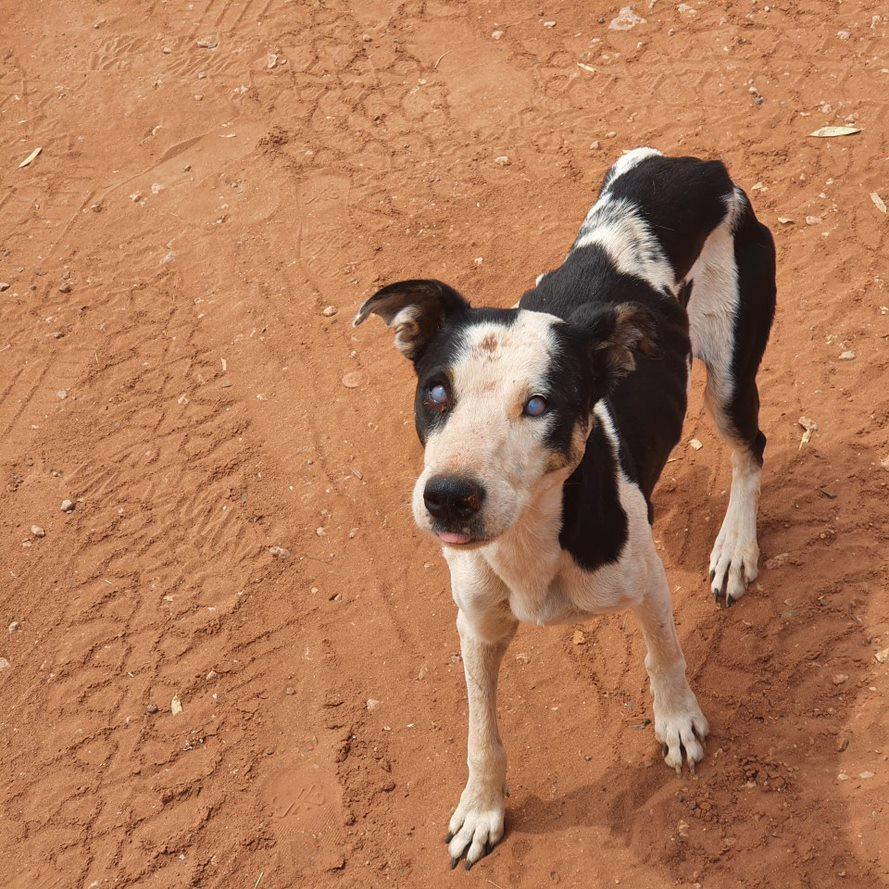 A dog showing signs of suspect Ehrlichiosis including weight loss and corneal oedema (blue eyes).