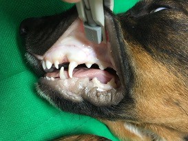 Anaemic dog with pale gums