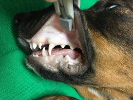 Anaemic dog with pale gums