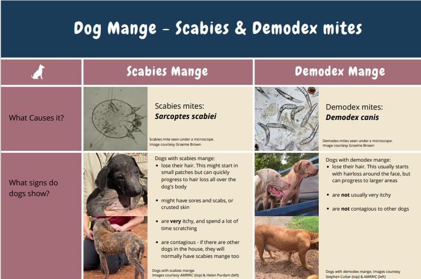 Dog Mange Comparison Poster