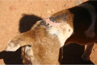 Dog with flea allergy dermatitis