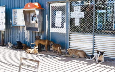 AMRRIC’s Work to Ensure Equitable Access to Animal Health Essentials