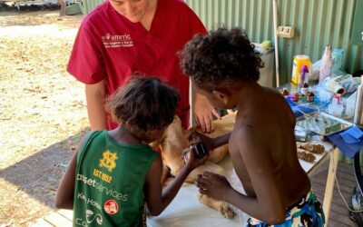Remote Arnhem Land outstation receives much-needed Veterinary Services