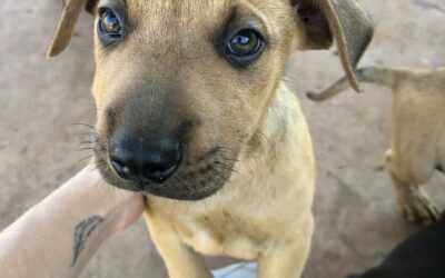 UPDATE! AMRRIC assisting community driven outcomes in Wadeye.