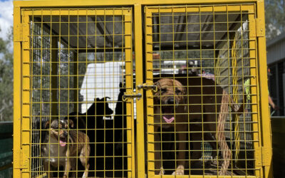 Supporting the University of Queensland to return to Cherbourg